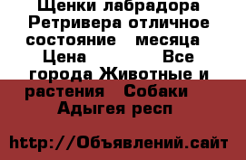 Щенки лабрадора Ретривера отличное состояние 2 месяца › Цена ­ 30 000 - Все города Животные и растения » Собаки   . Адыгея респ.